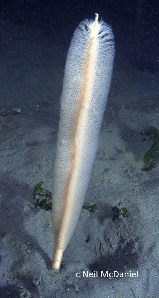 Photo of Stylatula elongata by <a href="http://www.seastarsofthepacificnorthwest.info/">Neil McDaniel</a>